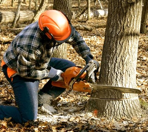 Tree Removal in Mill River, MA